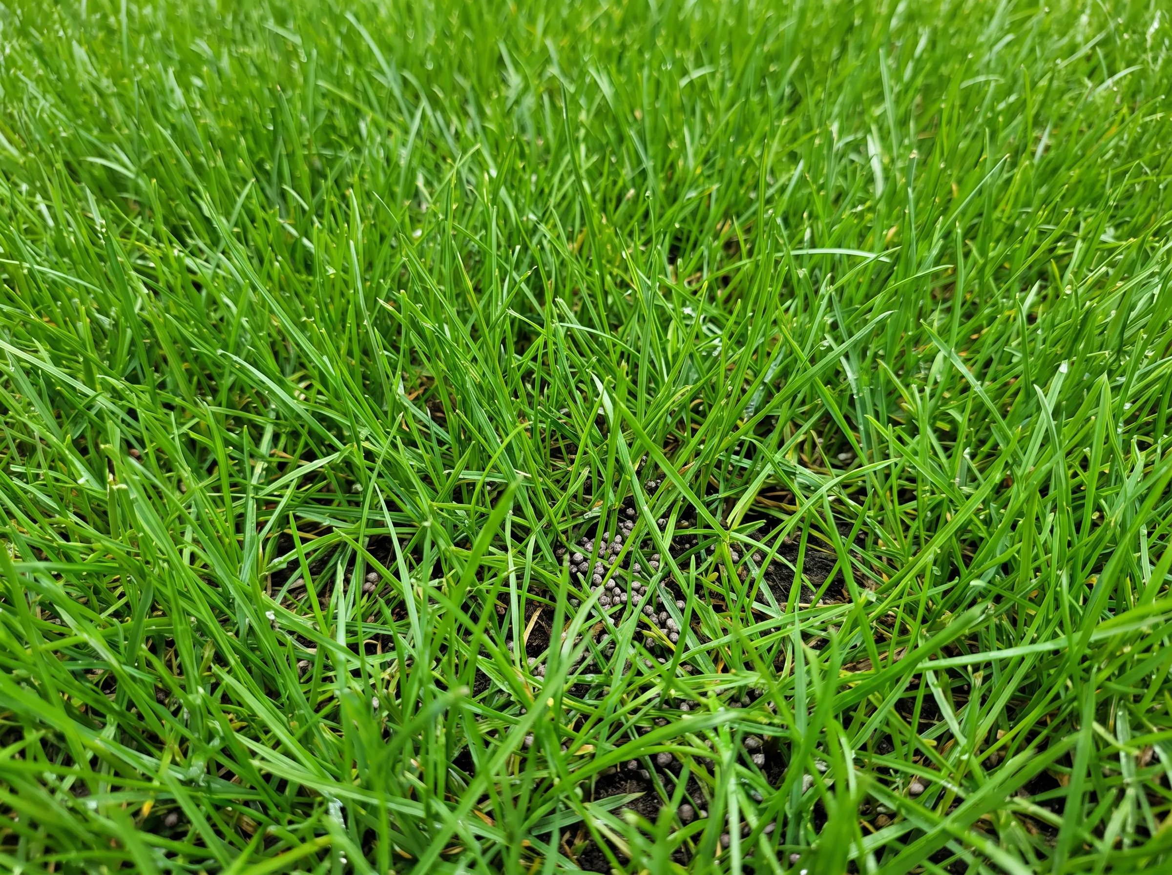 Thick healthy green grass close up after fertilizing and weed control